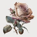 Vintage Visions Shabby Chic Roses