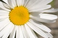 Stock Photo of a Shasta Daisy Royalty Free Stock Photo