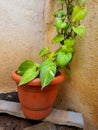 The stock photo showcases a money plant, also known as devil\'s ivy, blooming in a home garden. Royalty Free Stock Photo