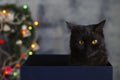 angry black cat in christmas day