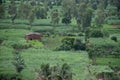 Stock photo small red brick farm house situated in the middle agricultural land surrounded by different trees and crops in monsoon Royalty Free Stock Photo