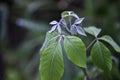 Stock photo, the soft green leaf bokeh background Royalty Free Stock Photo