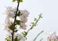 Stock photo spring flowers beautifully blossoming tree branch