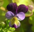 Stock Photo of Sweet Pea Flower Royalty Free Stock Photo