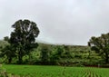 Stock photo of 30 to 50 age group Indian women working in the agricultural land