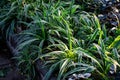 Stock photo of variegated flax lily plant having green leaves with yellow color contras strips , blooming in the garden area at