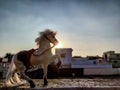 Stock photo of white color plastic horse toy kept on floor under bright sunlight on blur background at Gulbarga Karnataka India