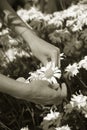 Stock Photo of Woman Picking Shasta Daisies