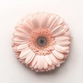 An Stock pink gerbera flower, isolated with a transparent background Royalty Free Stock Photo