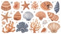 Illustration featuring a collection of diverse seashells, coral, and starfish Royalty Free Stock Photo