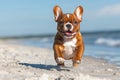With Stock technology, a happy dog runs on a beach in the summer Royalty Free Stock Photo