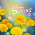Stock vector illustration Hello, Hi Spring. Realistic dandelion, taraxacum, blurred defocused background. Macro flowers. Green
