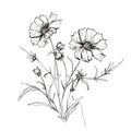 Minimalistic Black And White Cosmos Flower Tattoo Drawing