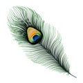 Stock Vector Illustration Peacock Feather Isolated On White Background. EPS 10