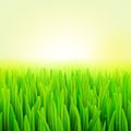 Stock vector illustration realistic macro grass. Summer and spring background.