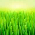 Stock vector illustration realistic macro grass. Summer and spring background.