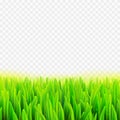 Stock vector illustration realistic macro grass. Summer and spring transparent background.