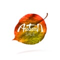 Stock vector illustration sale Autumn falling leaves. Autumnal foliage fall and poplar leaf flying in wind motion blur. Autumn Royalty Free Stock Photo