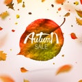 Stock vector illustration sale Autumn falling leaves. Autumnal foliage fall and poplar leaf flying in wind motion blur. Autumn Royalty Free Stock Photo