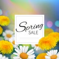 Stock vector illustration Spring sale. Realistic dandelion, taraxacum, blurred defocused background. Macro chamomile bokeh.