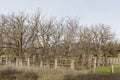 Stock yards and trees Royalty Free Stock Photo