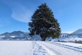 Stocka Tanne famous huge tree outside of Wertach, AllgÃ¤u, Germany