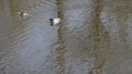 Stockenten Erpel schwimmt auf einem Teich