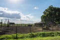 Midwestern stocker cattle Royalty Free Stock Photo