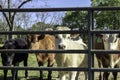 Stocker calves behind a gate