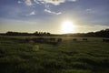 Stocker cattle in silouhette around trough backlit in pasture