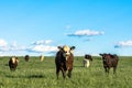 Stocker heifers