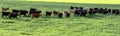 Stocker heifers walking away in panorama Royalty Free Stock Photo