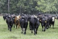 Stocker heifers walking toward camera Royalty Free Stock Photo