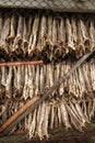 stockfish