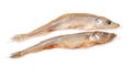 Stockfish Royalty Free Stock Photo