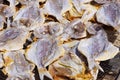 Stockfish