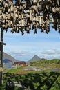 Stockfish in Ballstad, Lofoten, Norway Royalty Free Stock Photo