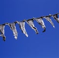 Stockfish at a clothesline