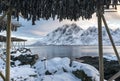 Stockfish (cod) drying during winter time on Lofoten Islands Royalty Free Stock Photo