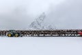 Stockfish (cod) drying during winter time on Lofoten Islands, Royalty Free Stock Photo