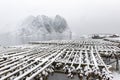 Stockfish (cod) drying during winter time on Lofoten Islands, Royalty Free Stock Photo