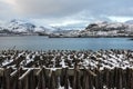 Stockfish (cod) drying during winter time on Lofoten Islands Royalty Free Stock Photo