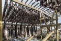 Stockfish (cod) in winter time in Gimsoy, Lofoten Islands, Norway. Royalty Free Stock Photo