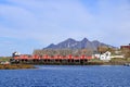 Stockfish, or dried fish, dries in the air in Svolvaer in Norway Royalty Free Stock Photo