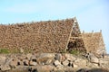 Stockfish, or dried fish, dries in the air in Svolvaer in Norway Royalty Free Stock Photo