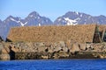 Stockfish, or dried fish, dries in the air in Svolvaer in Norway Royalty Free Stock Photo