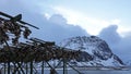 Stockfish heads hanging on racks on Selfjord in Lofoten in Norway in winter Royalty Free Stock Photo