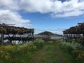 Stockfish, Lofoten Island, Norway Royalty Free Stock Photo