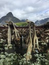 Stockfish, Lofoten Island, Norway Royalty Free Stock Photo