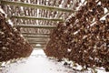 Wooden racks on the foreshore for drying cod fish in winter. Reine fishing village, Lofoten islands. Royalty Free Stock Photo